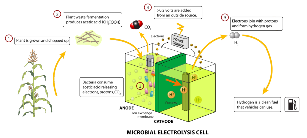 Mikrobielle Brennstoffzelle / Microbial electrolysis cell